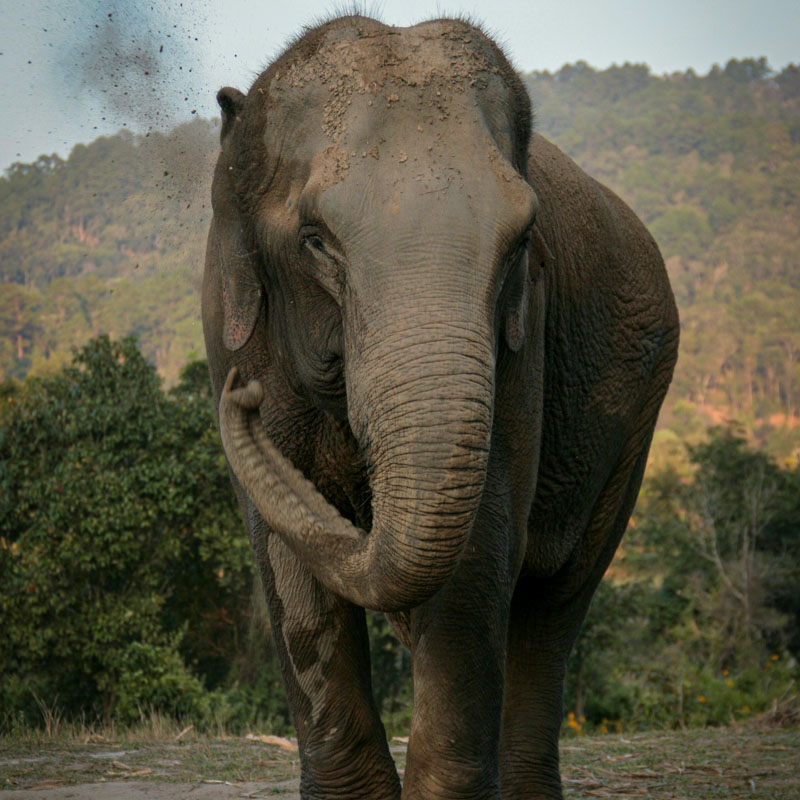 Four Seasons Tented Elephant Camp Chiang Rai