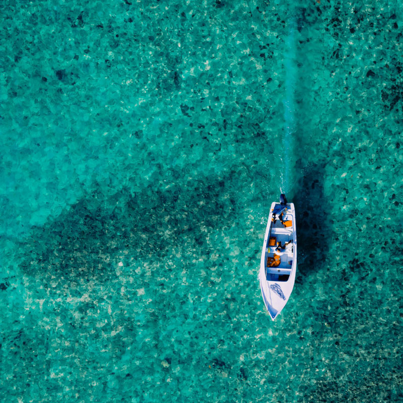 Royal Palm Beachcomber