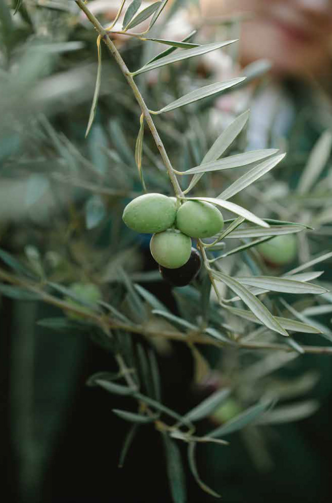 Santa Marina, Mykonos