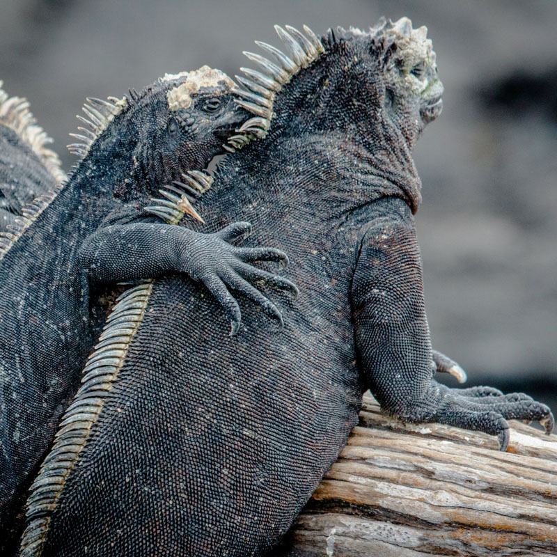 Pikaia Lodge Galapagos