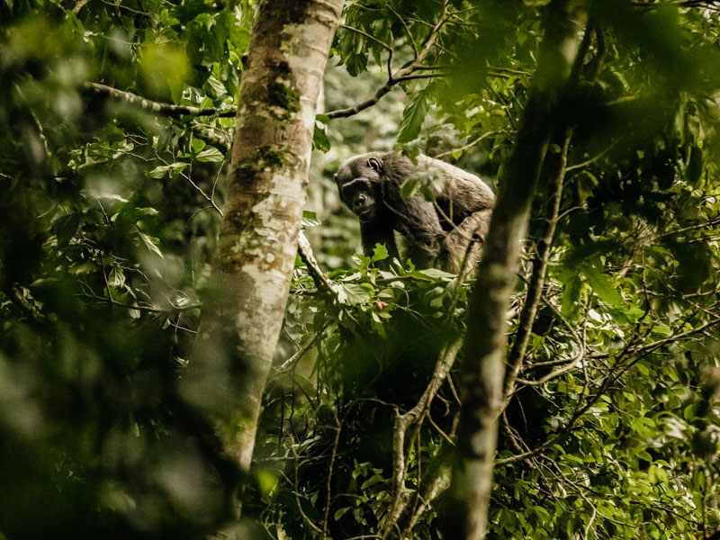 One&Only Nyungwe House