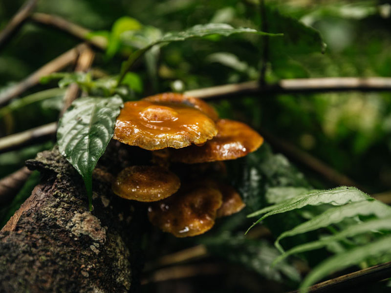 One&Only Nyungwe House