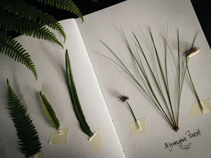 One&Only Nyungwe House