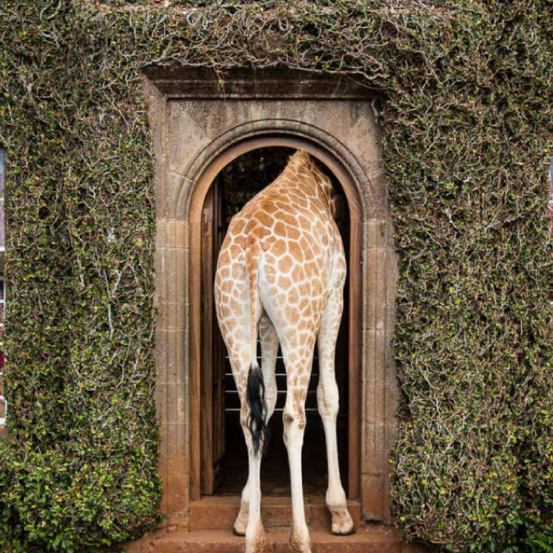 Giraffe Manor