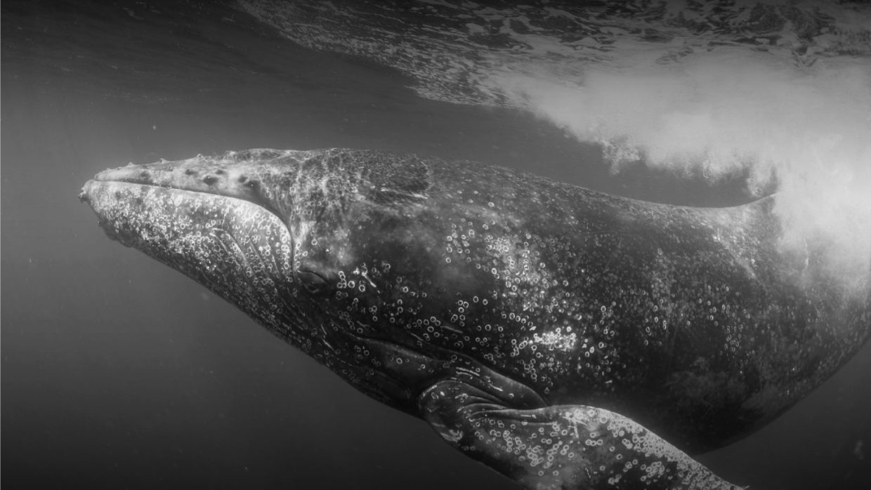 Humpback whale breaching off the Bazaruto Archipelago