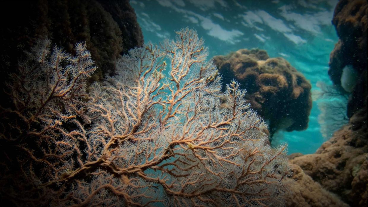 Luxury Diving Holidays & Trips