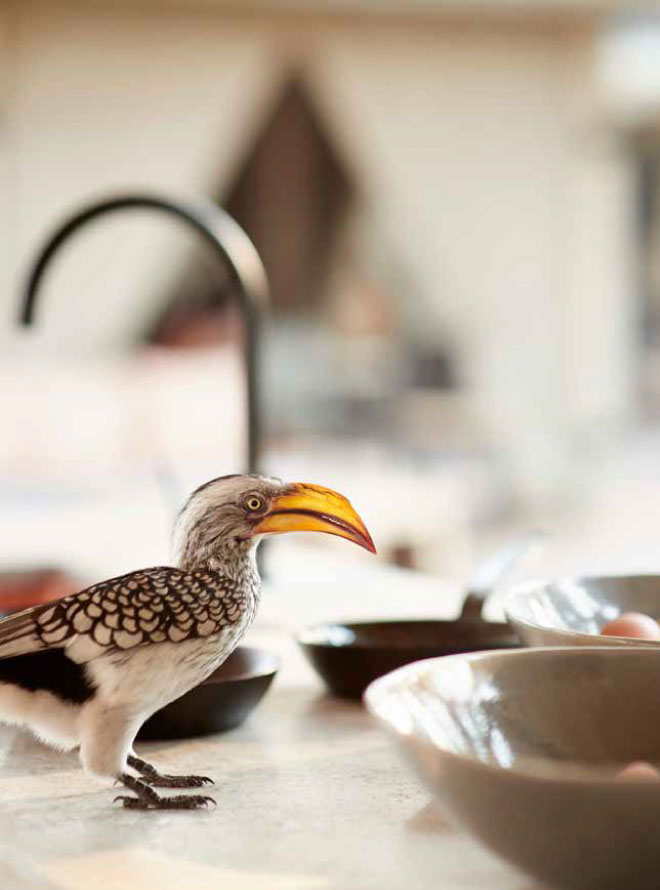 Savute Elephant Lodge