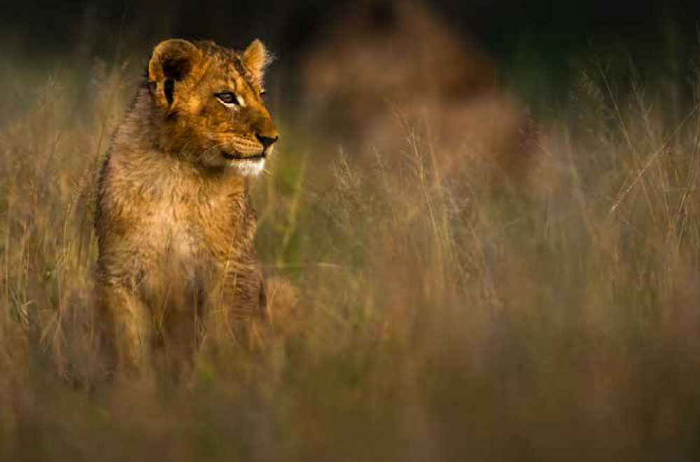 SINGITA SWENI