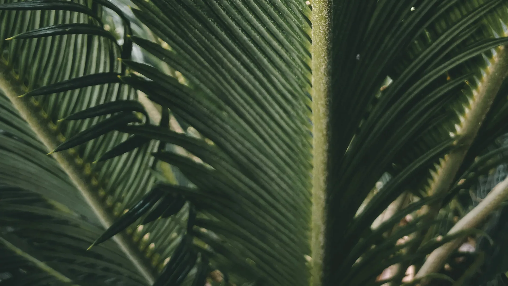Close-up of lush tropical palm leaves at Fairmont Royal Pavilion in Barbados.