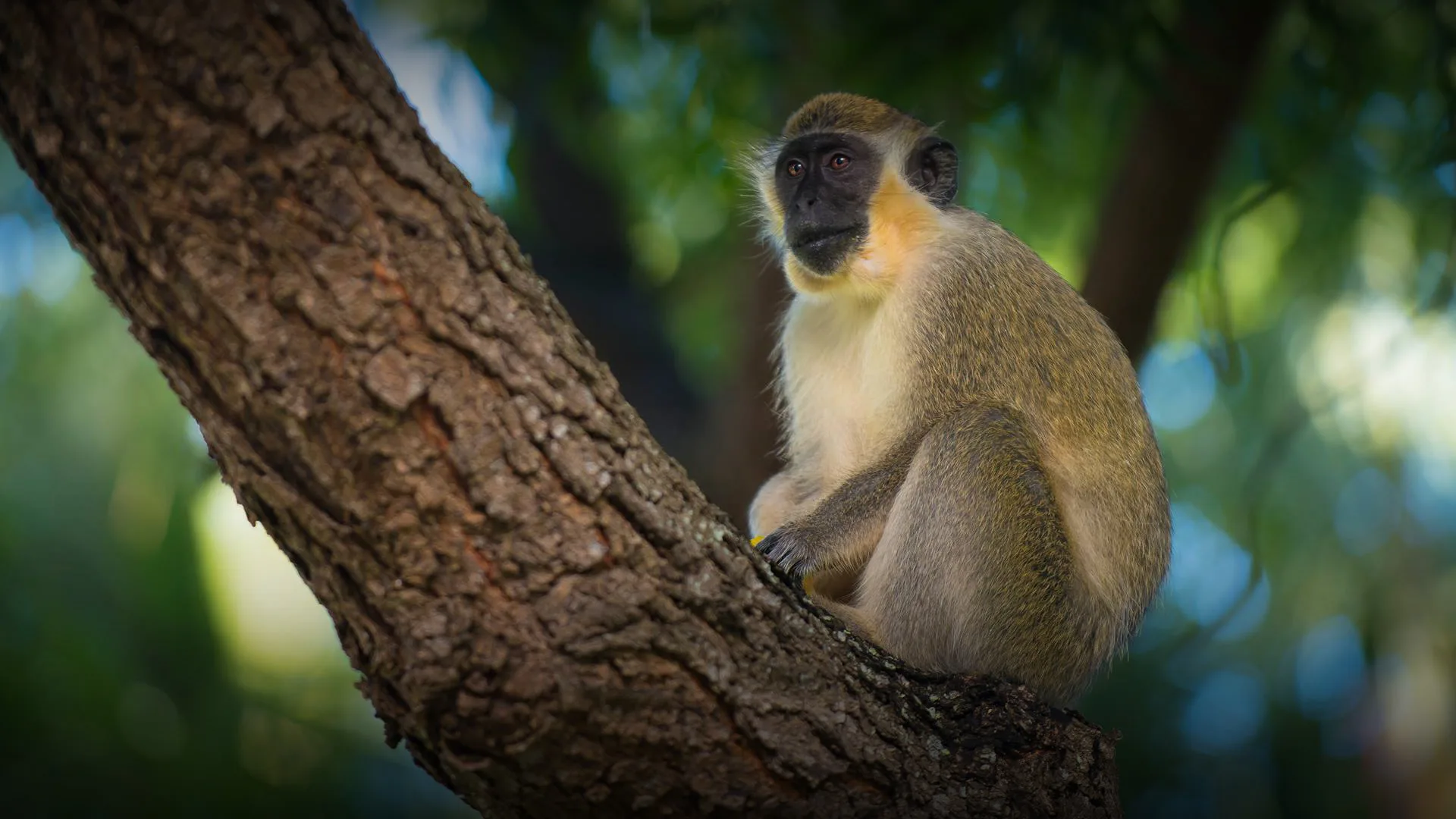 Green monkey perched on a tree branch in the tropical gardens at Fairmont Royal Pavilion, Barbados