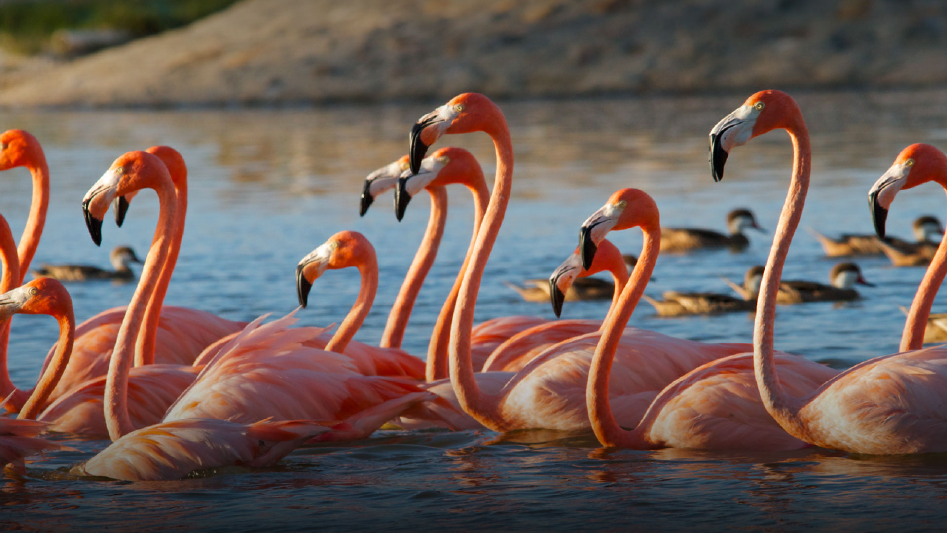 Pink flamingos gathered in shallow water at Necker Island