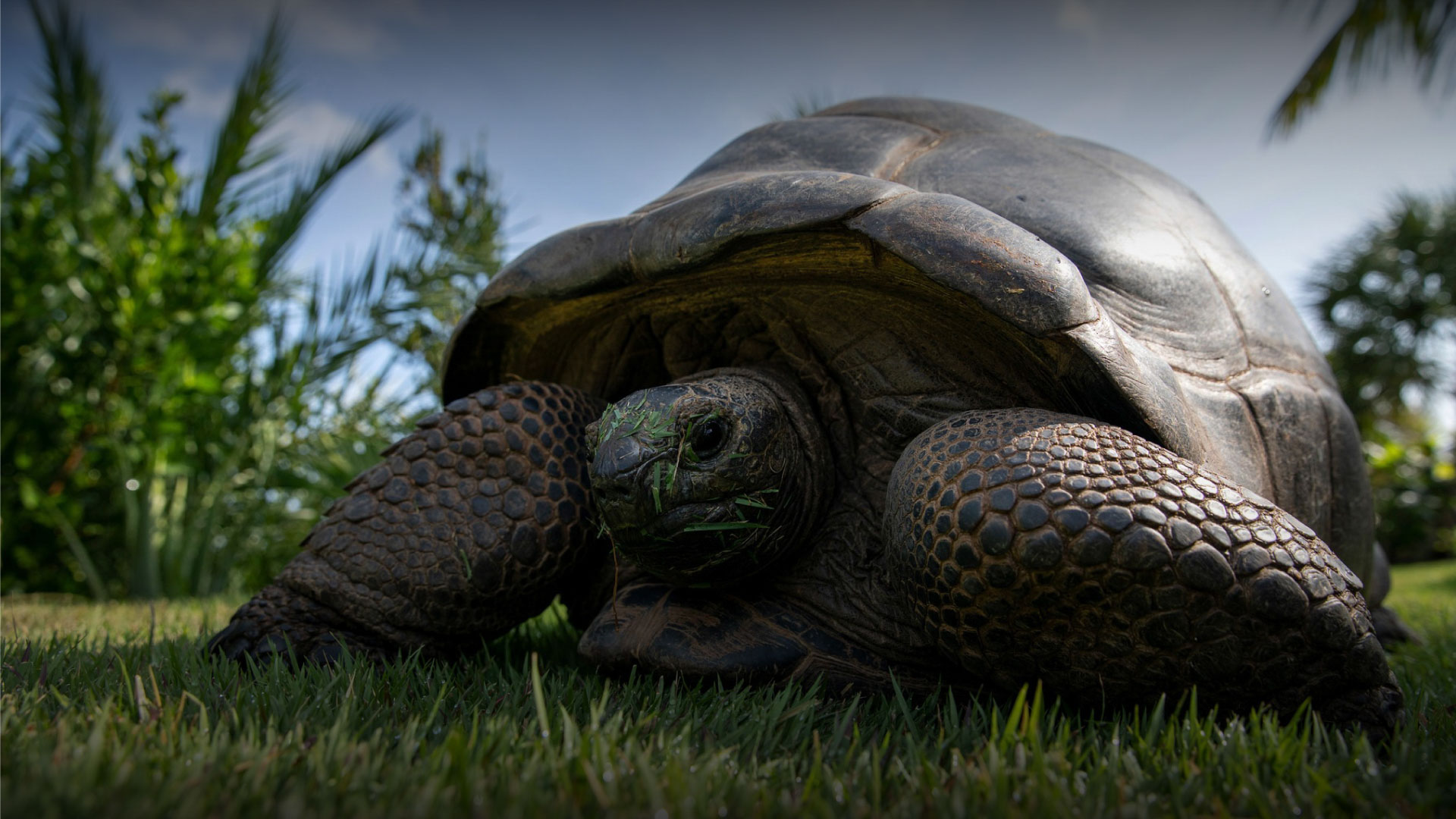 Giant tortoise walking across grass on Necker Island