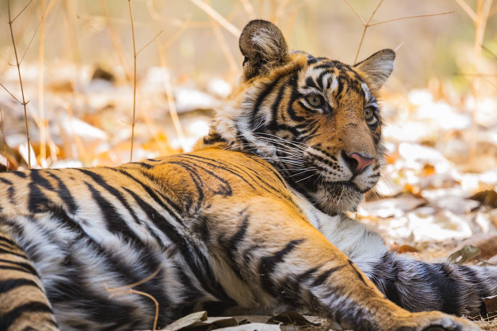 A tiger resting among fallen leaves at Ranthambore National Park, Rajasthan