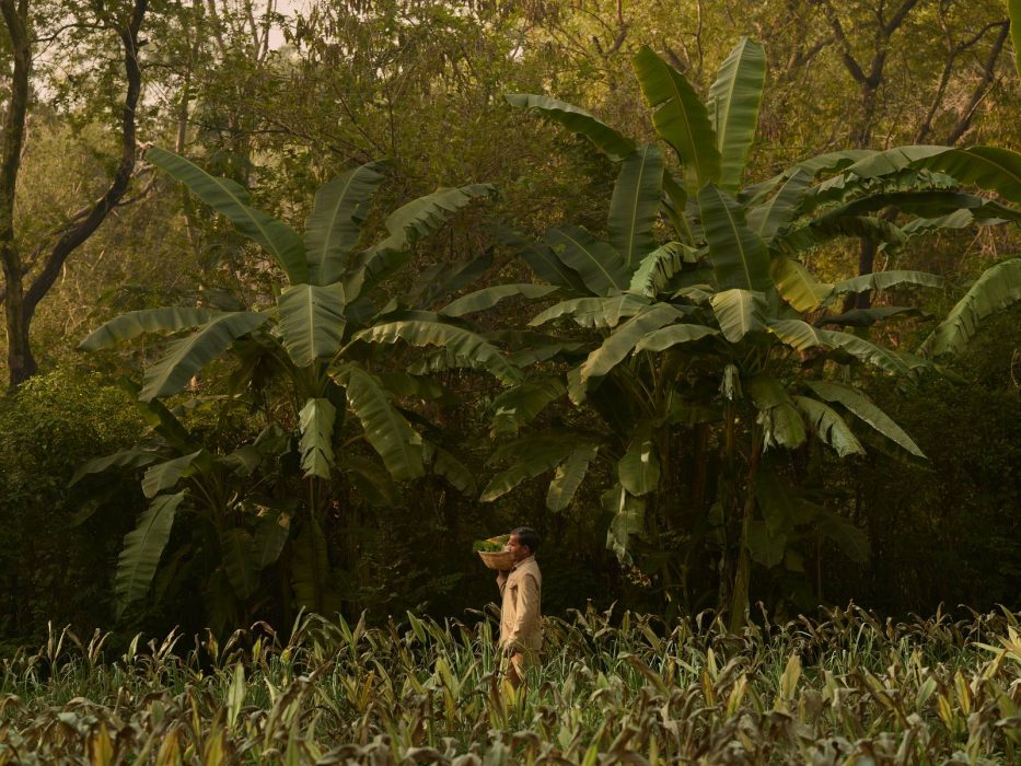 A man carries greenery through a banana plantation in the grounds near Aman-i-Khas, Ranthambore